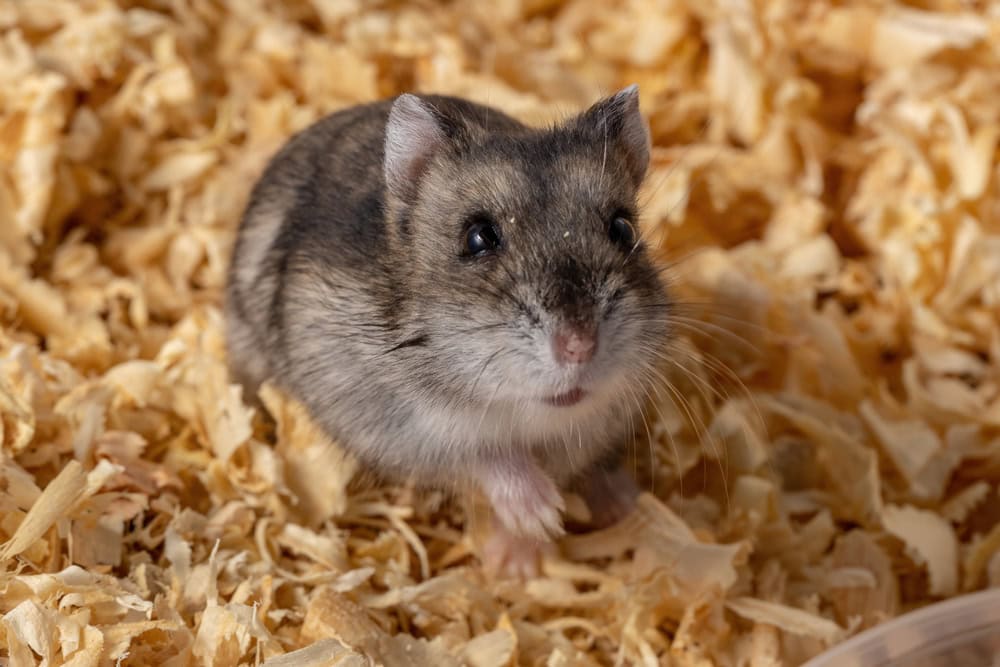 Campbell's Dwarf Hamster: Pictures, Temperament & Traits (Vet-Verified Info)