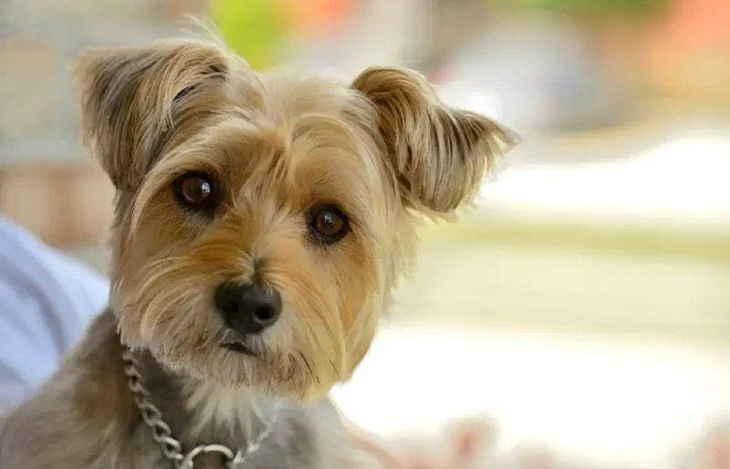 Carkie (Cairn Terrier Yorkie Mix): Info, Pictures, Care Guide, Characteristics & Traits
