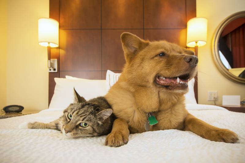 10 Pet-Friendly Hotels in Fort Myers (2026 Update)