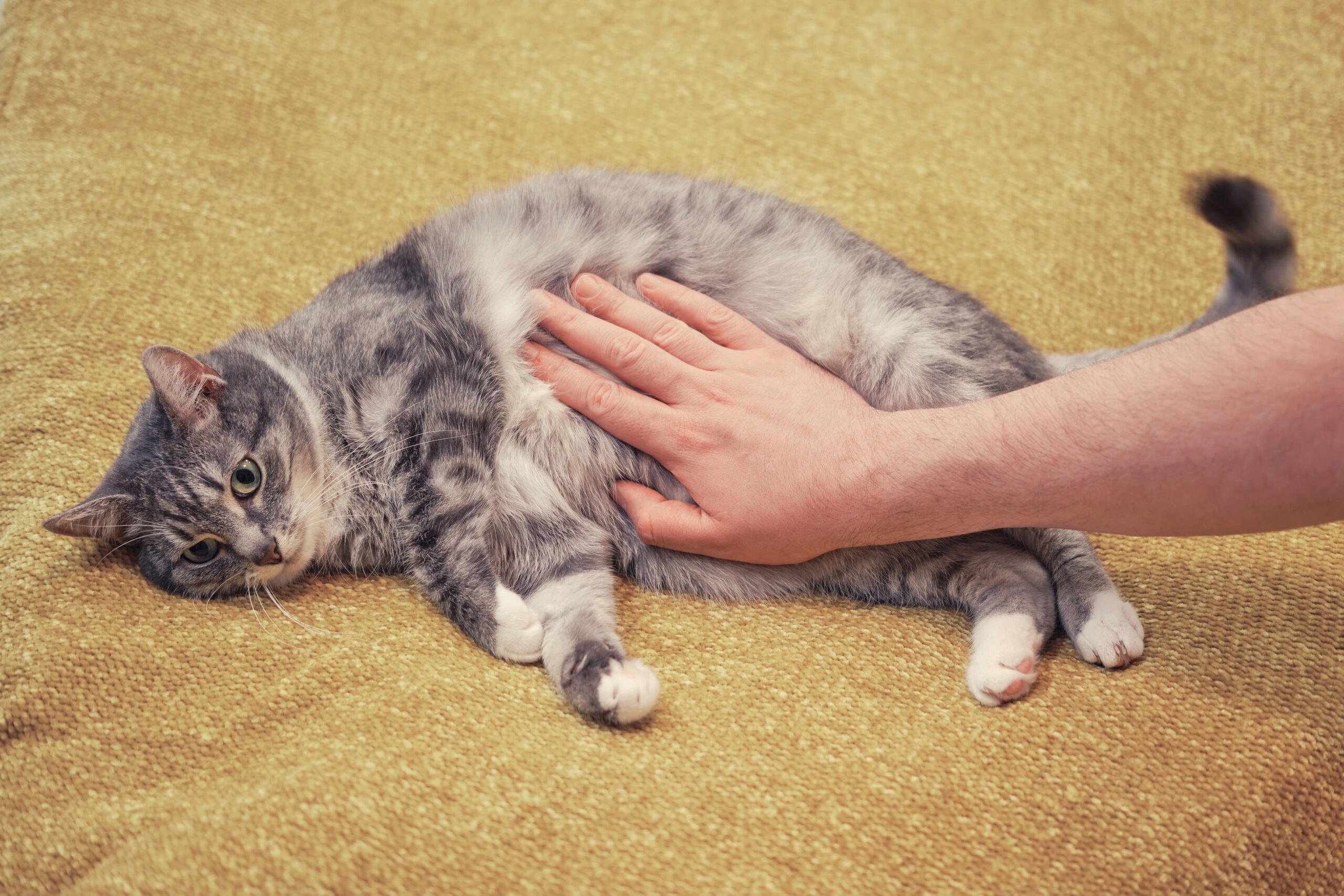 My Cat's Stomach Is Gurgling: When to Worry & Vet Approved Care Tips