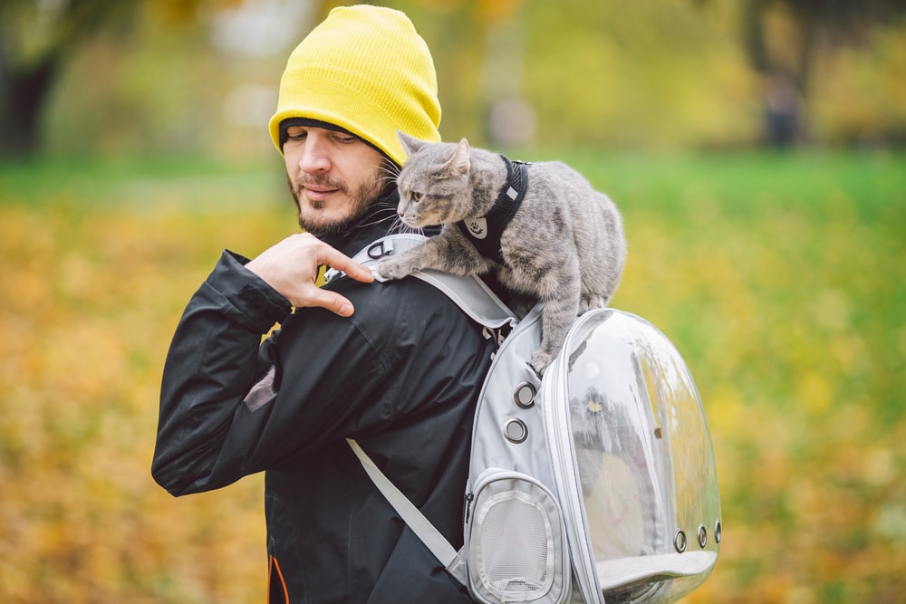 How to Fly With a Cat: 7 Vet-Approved Travel Tips