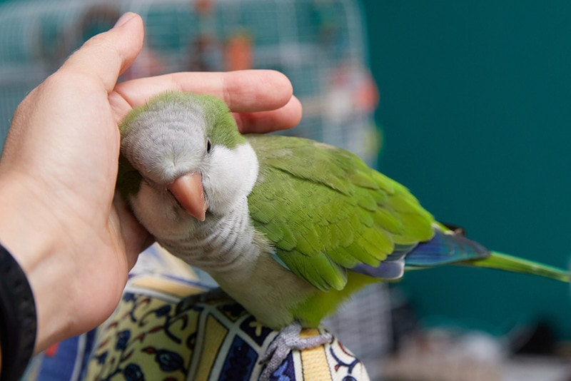 Close-up of friendly and cute Monk Parakeet Bird Owner