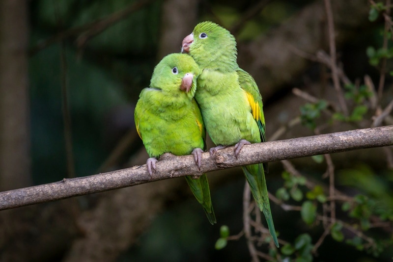 Do Parakeets Need a Friend? Should They Be Kept in Pairs? Vet Approved Advice
