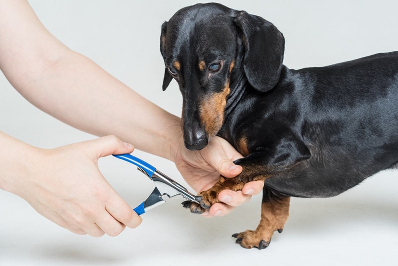 9 Best Dog Nail Clippers for Thick Nails in 2026 - Reviews & Top Picks