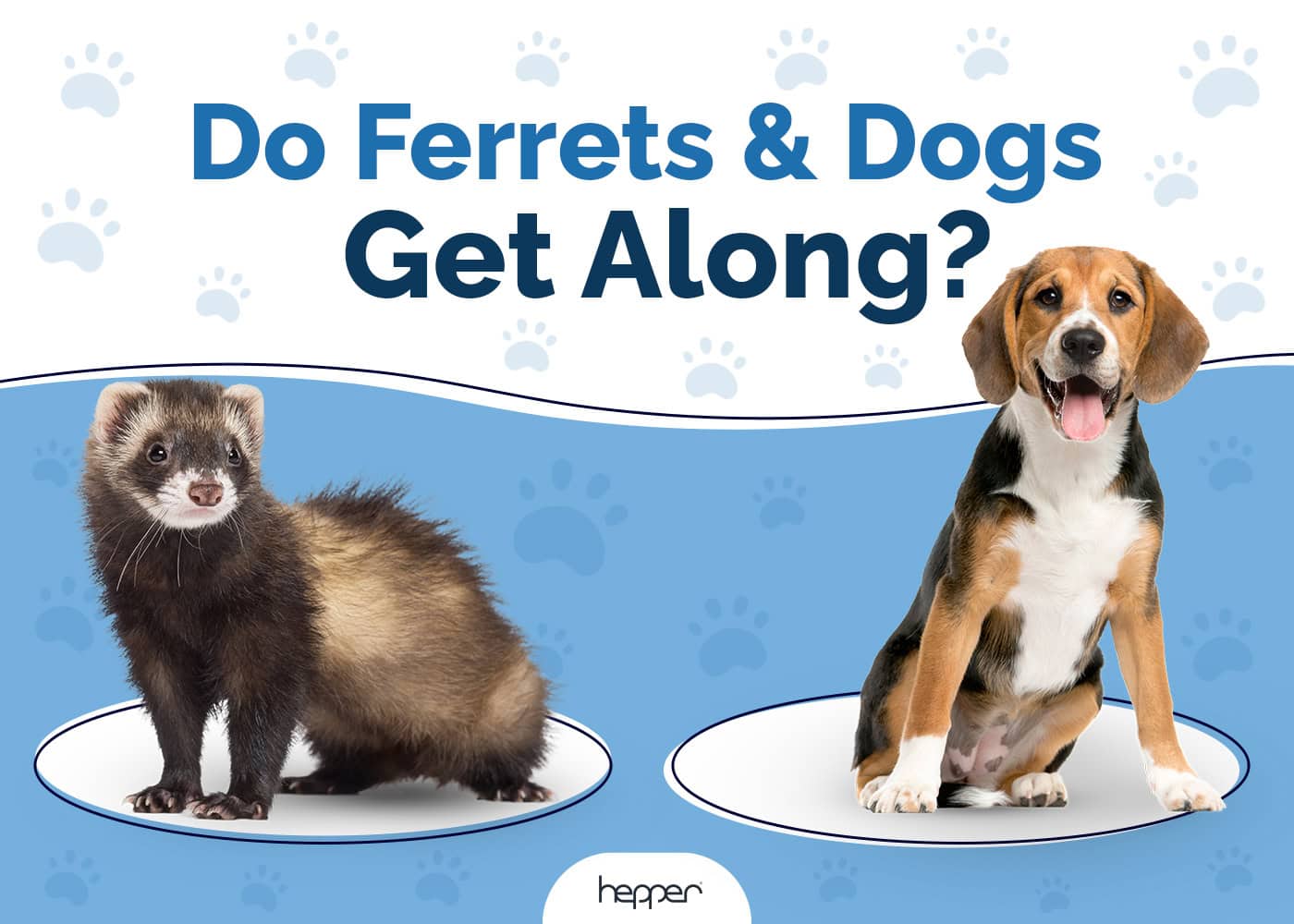 Do Ferrets and Dogs Get Along? Important Info for Owners