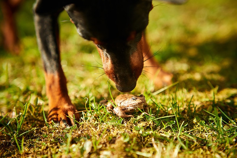 Do Dogs Eat Frogs? Vet-Reviewed Health Concerns