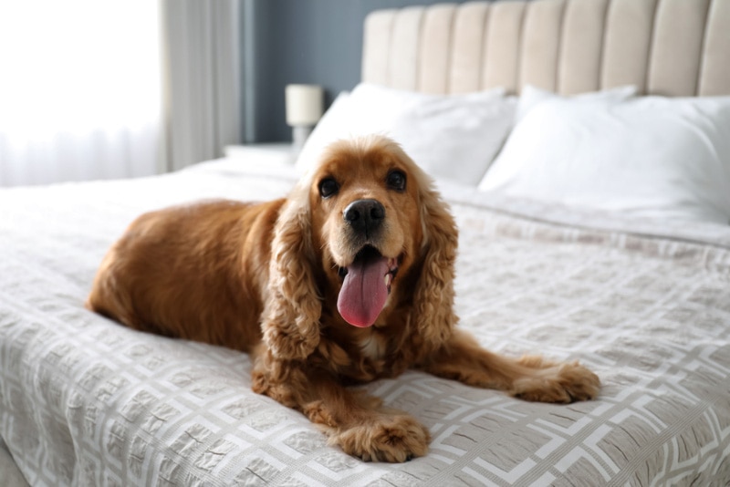 8 Pet-Friendly Hotels in Sioux Falls, SD (2026 Update)
