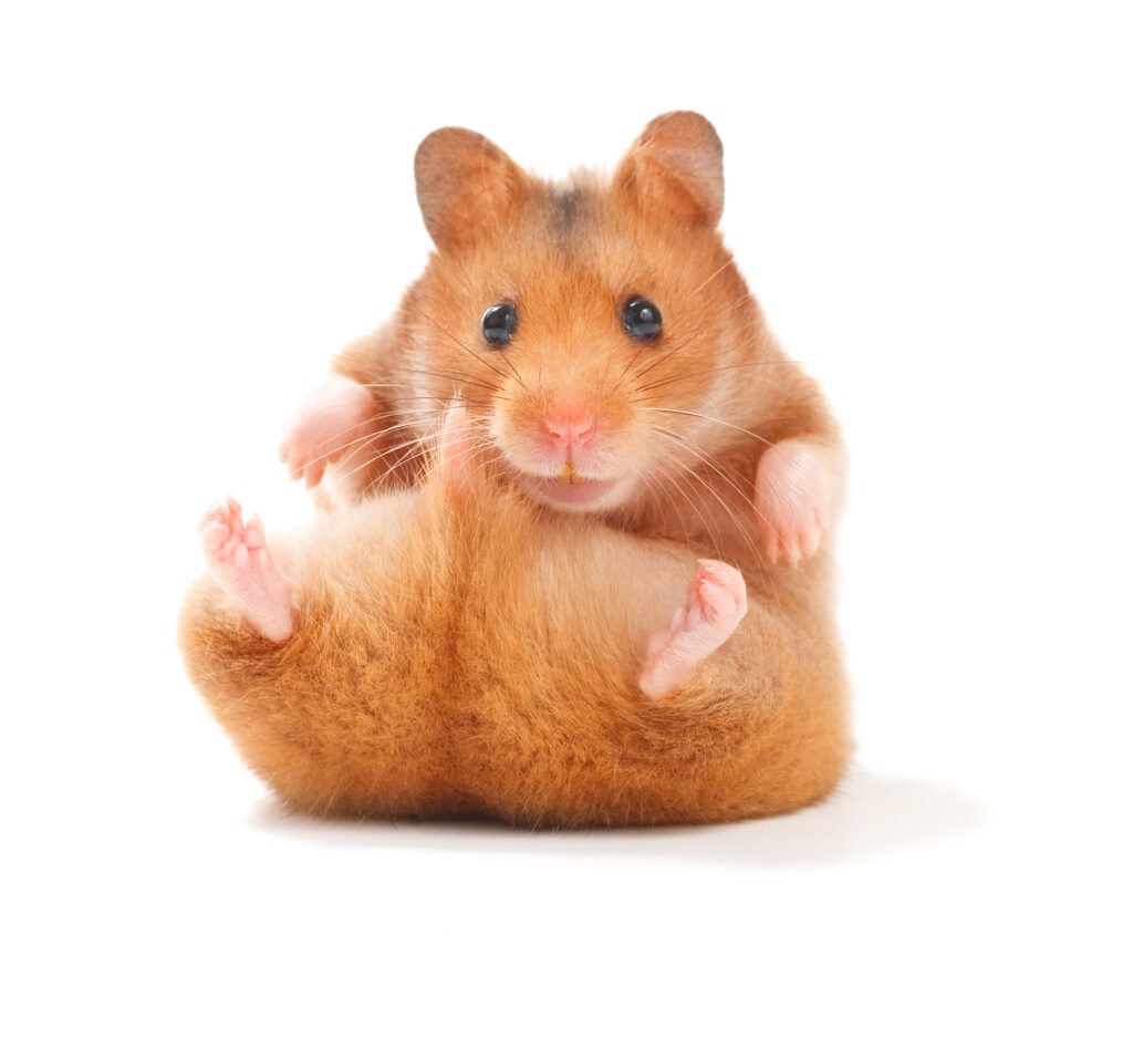 Do Hamsters Fart? Vet-Verified Digestive Facts & FAQ