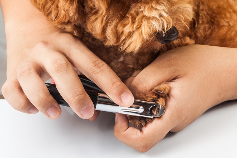 How to Use Guillotine Dog Nail Clippers: Vet-Approved Step-by-Step Guide