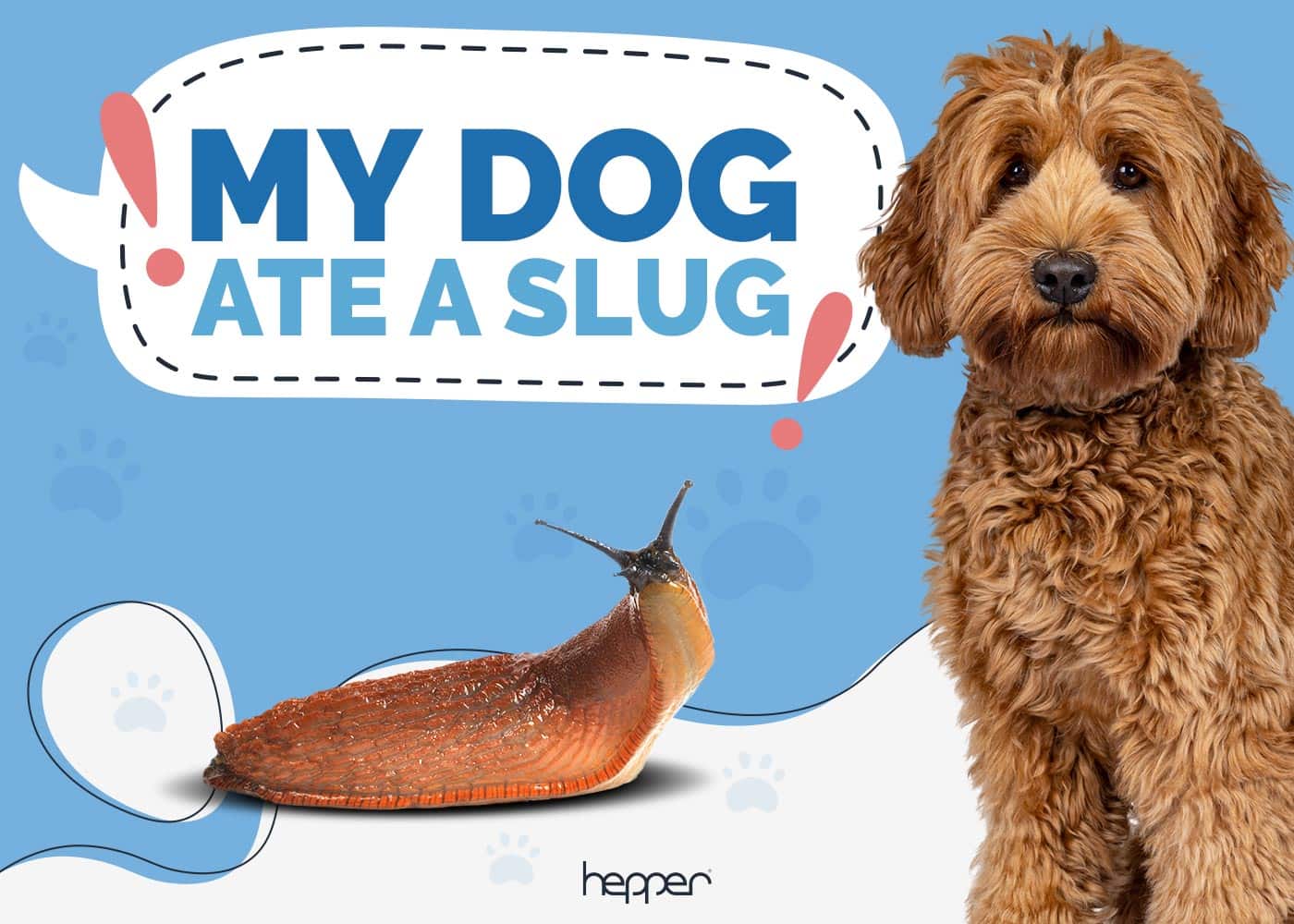 My Dog Ate a Slug: Here's What to Do (Vet-Approved Advice)