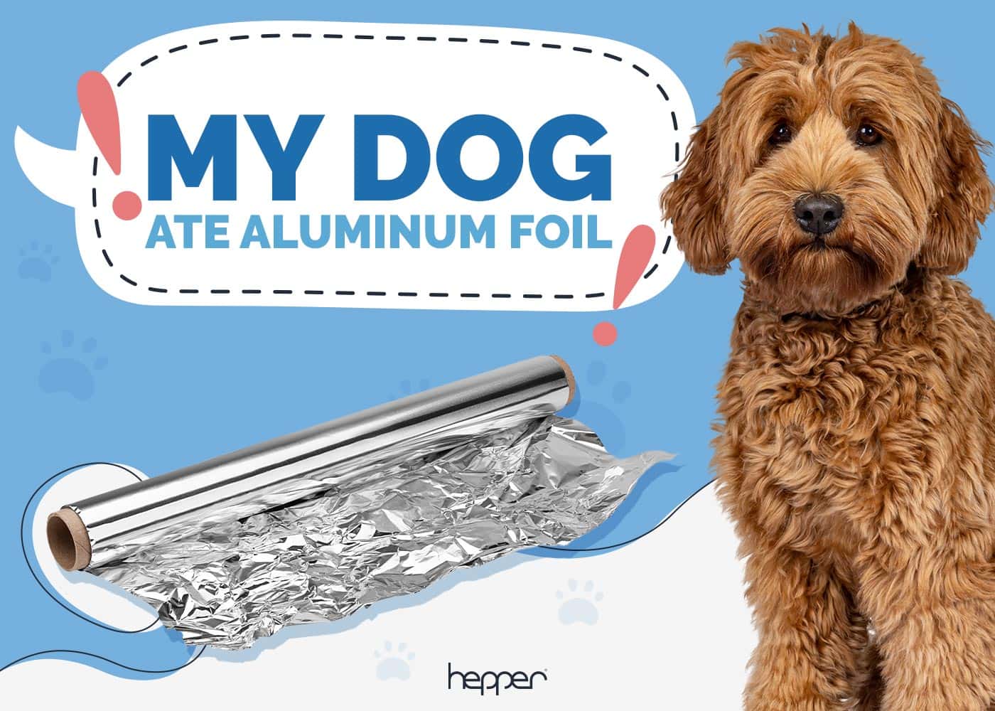 Help! My Dog Ate Aluminum Foil! Our Vet Explains What to Do Now