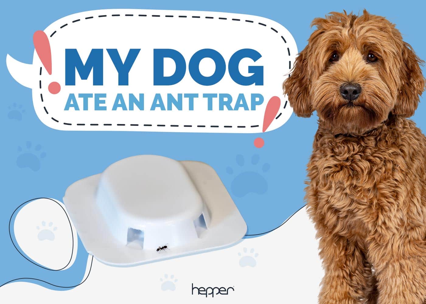 My Dog Ate an Ant Trap! Here’s What to Do (Vet Answer)