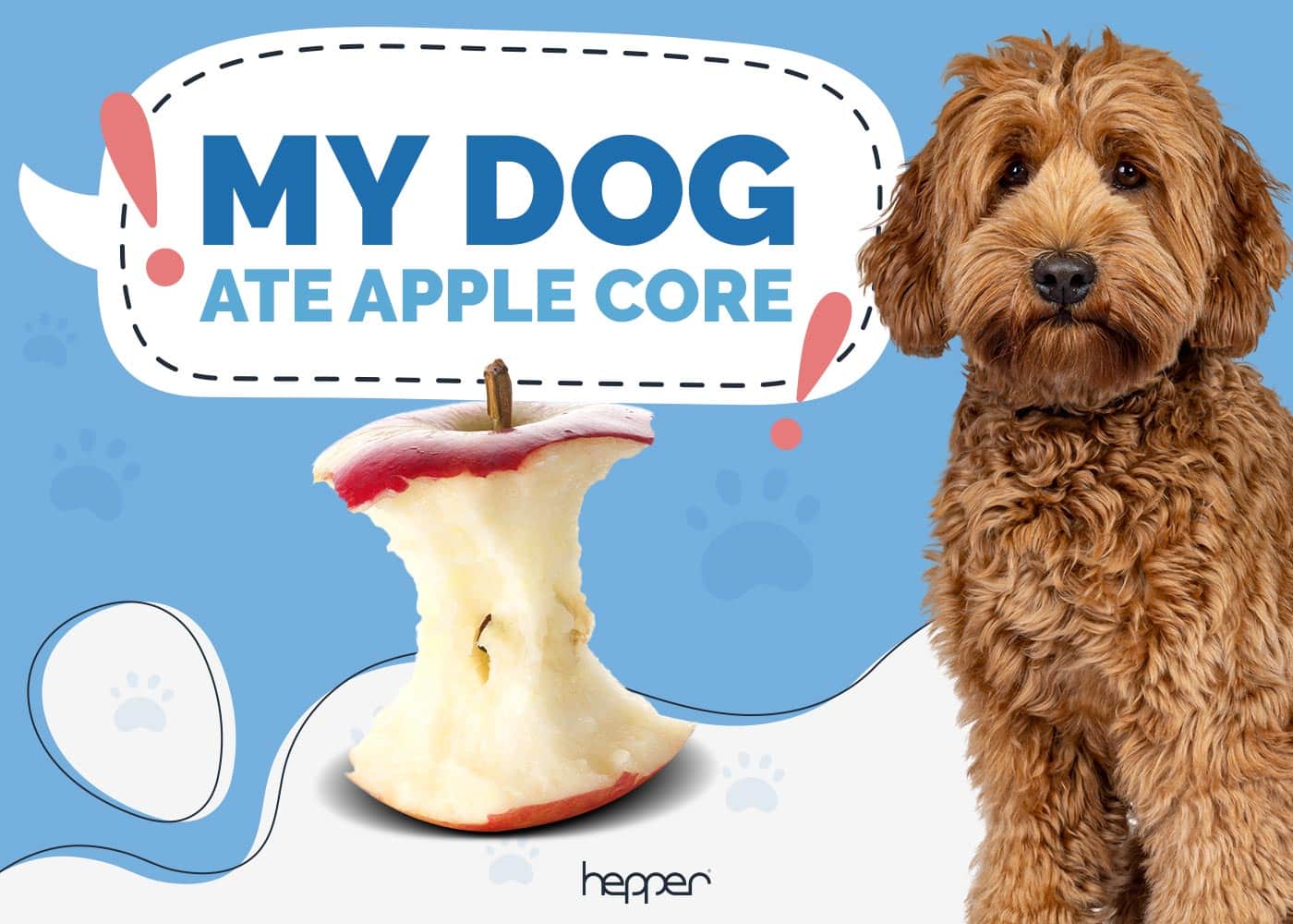 My Dog Ate an Apple Core! Here’s What to Do (Vet Answer)