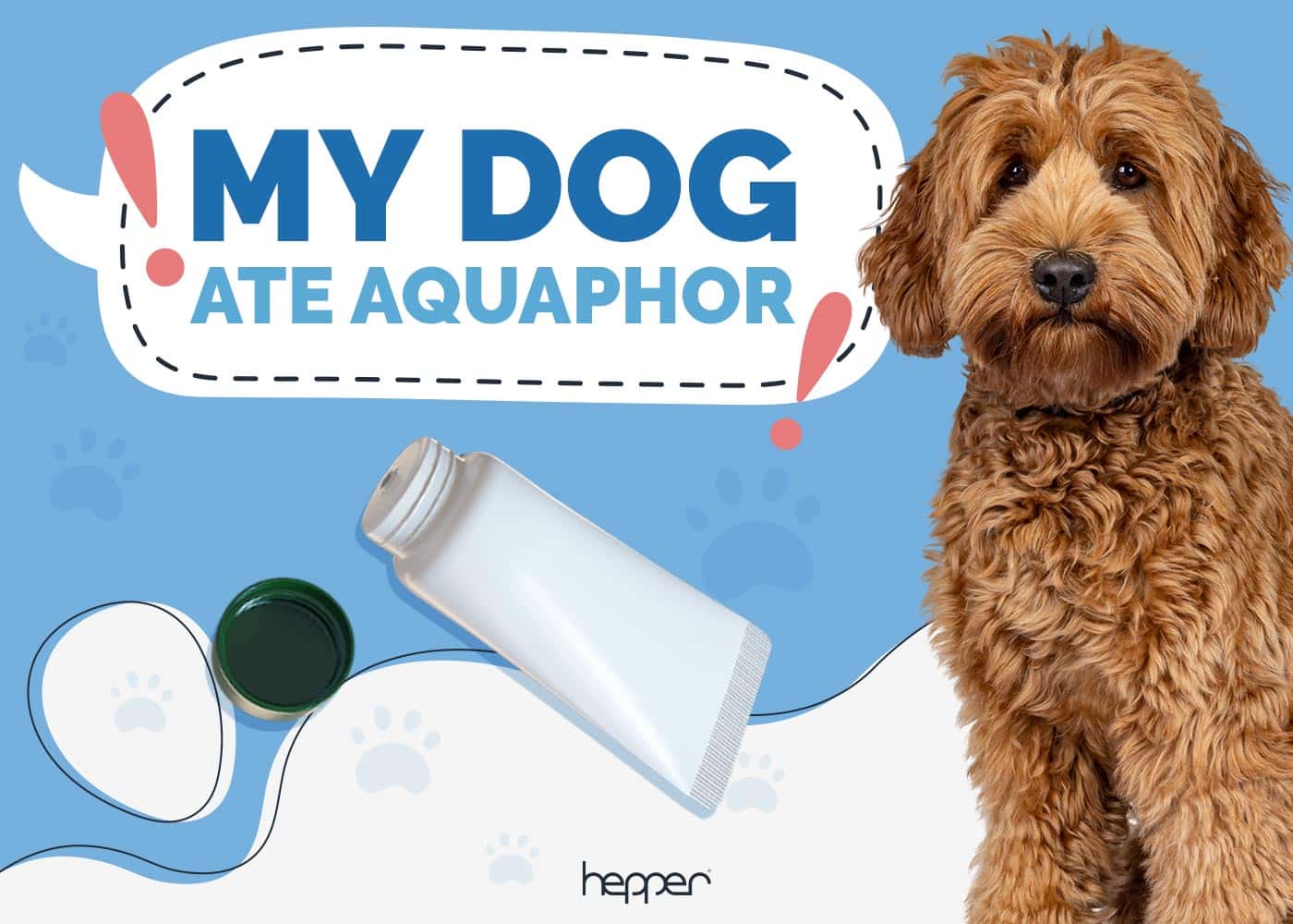 My Dog Ate Aquaphor: Here’s What to Do (Vet Answer)