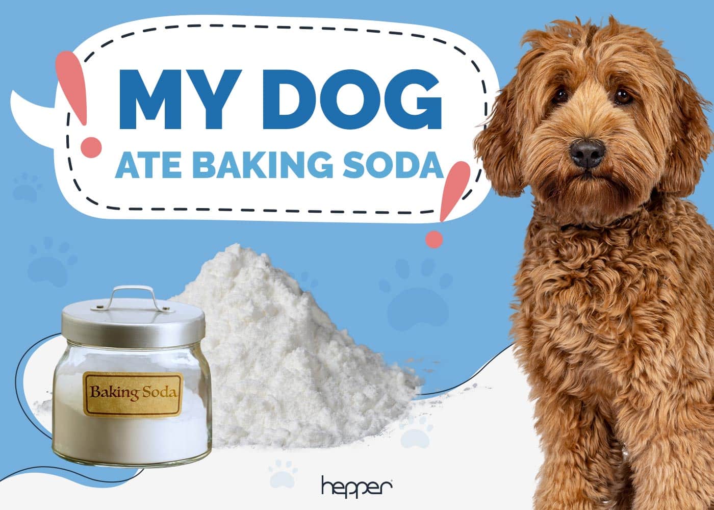 My Dog Ate Baking Soda! Here's What to Do (Vet Answer)