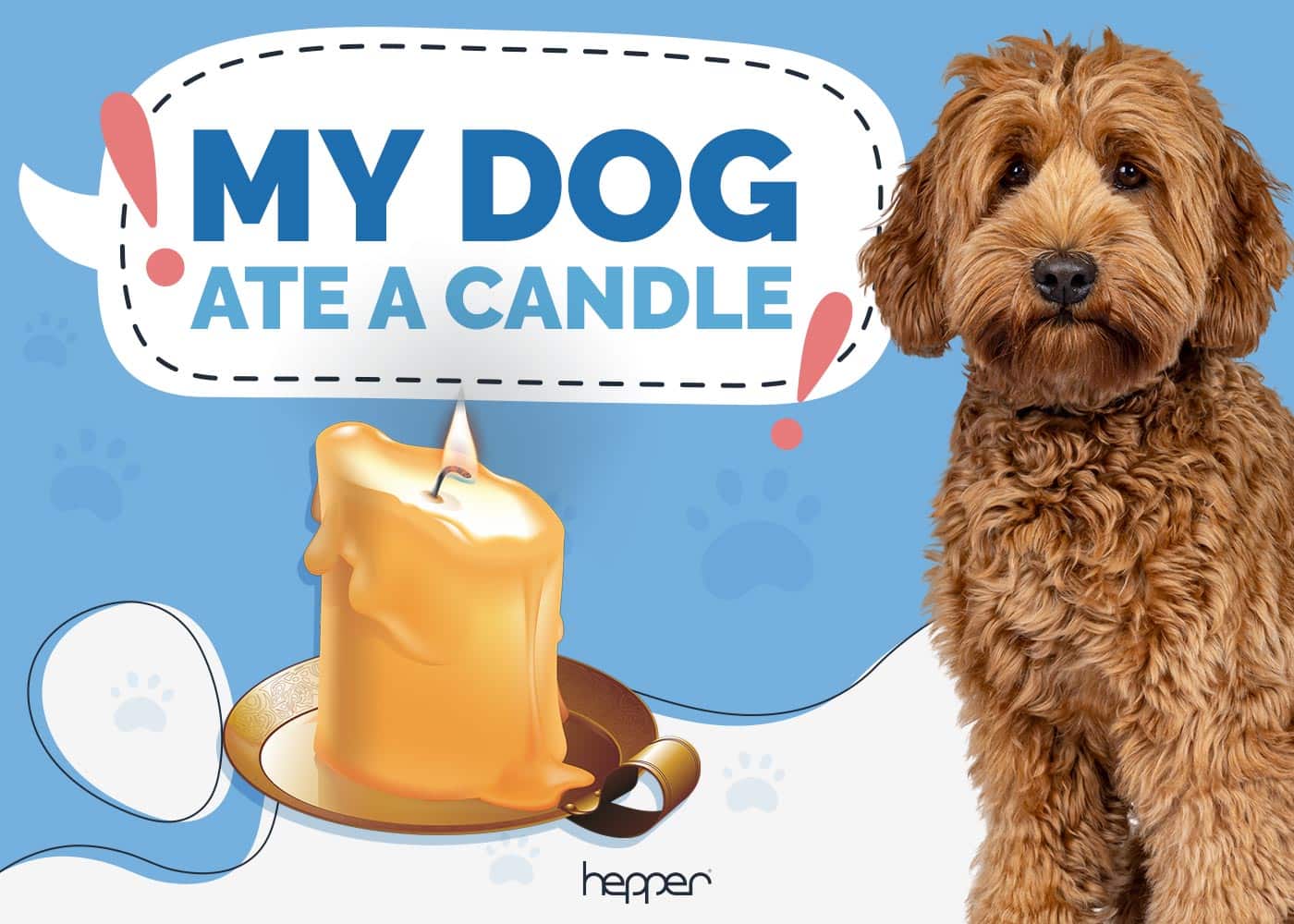 My Dog Ate a Candle: Here’s What to Do (Vet Answer)