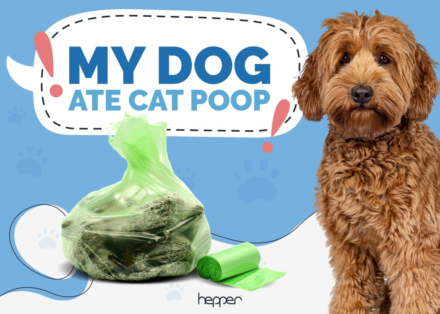 My Dog Ate Cat Poop: Here's What to Do (Vet Answer)