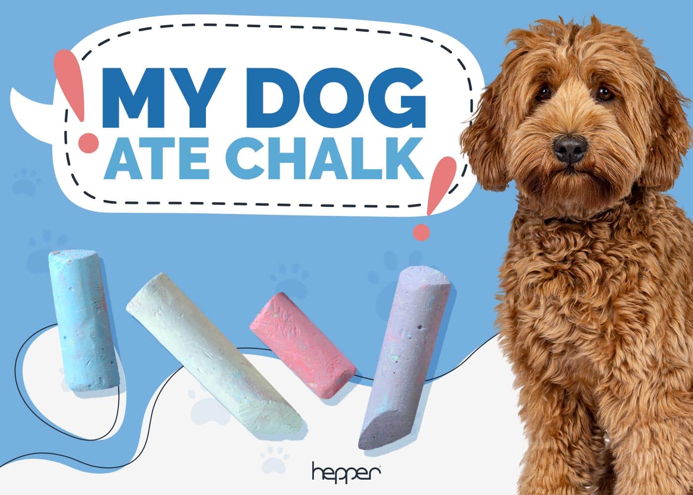 My Dog Ate Chalk: What to Do Next? (Vet-Approved)