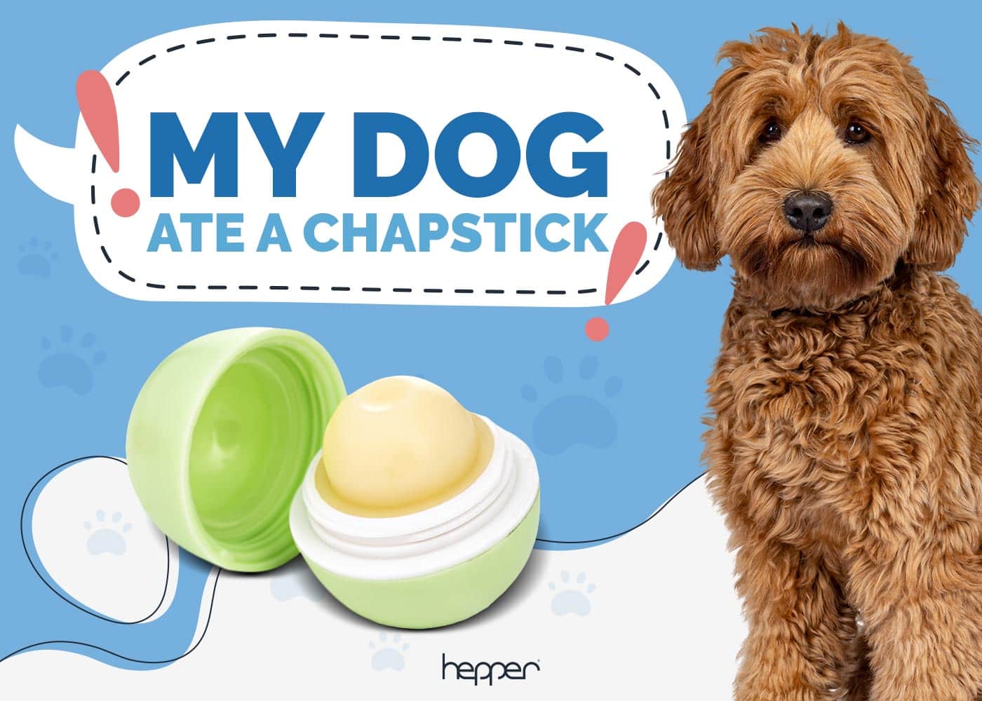 My Dog Ate a ChapStick: Here’s What to Do (Our Vet Answers)