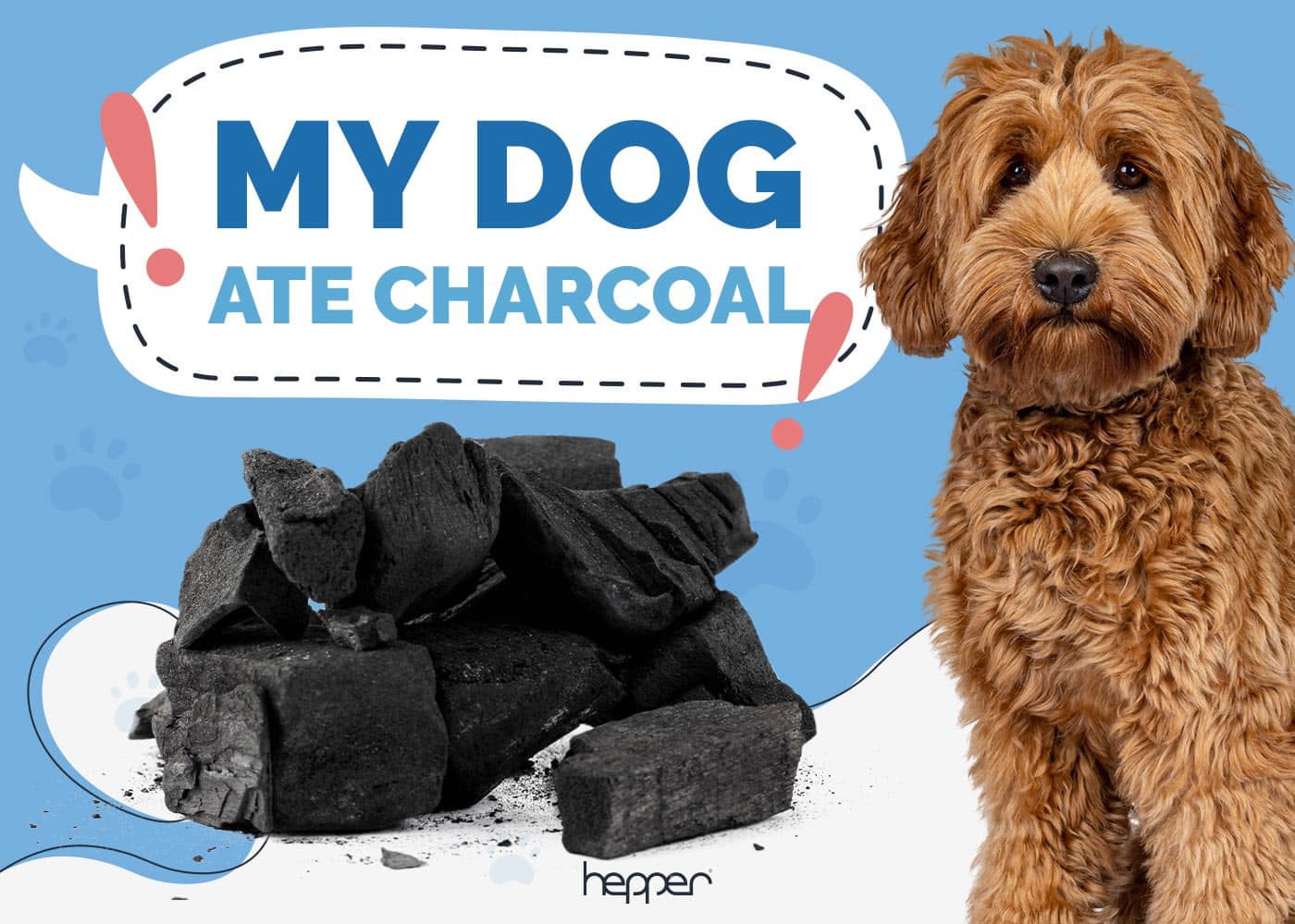 My Dog Ate Charcoal - Our Vet Explains What to Do