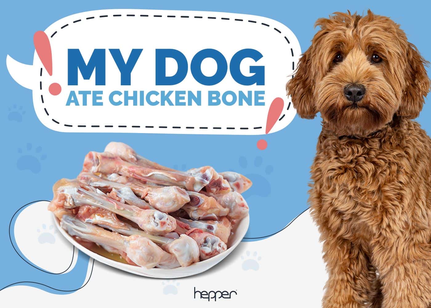 My Dog Ate a Chicken Bone: Our Vet Explains What to Do