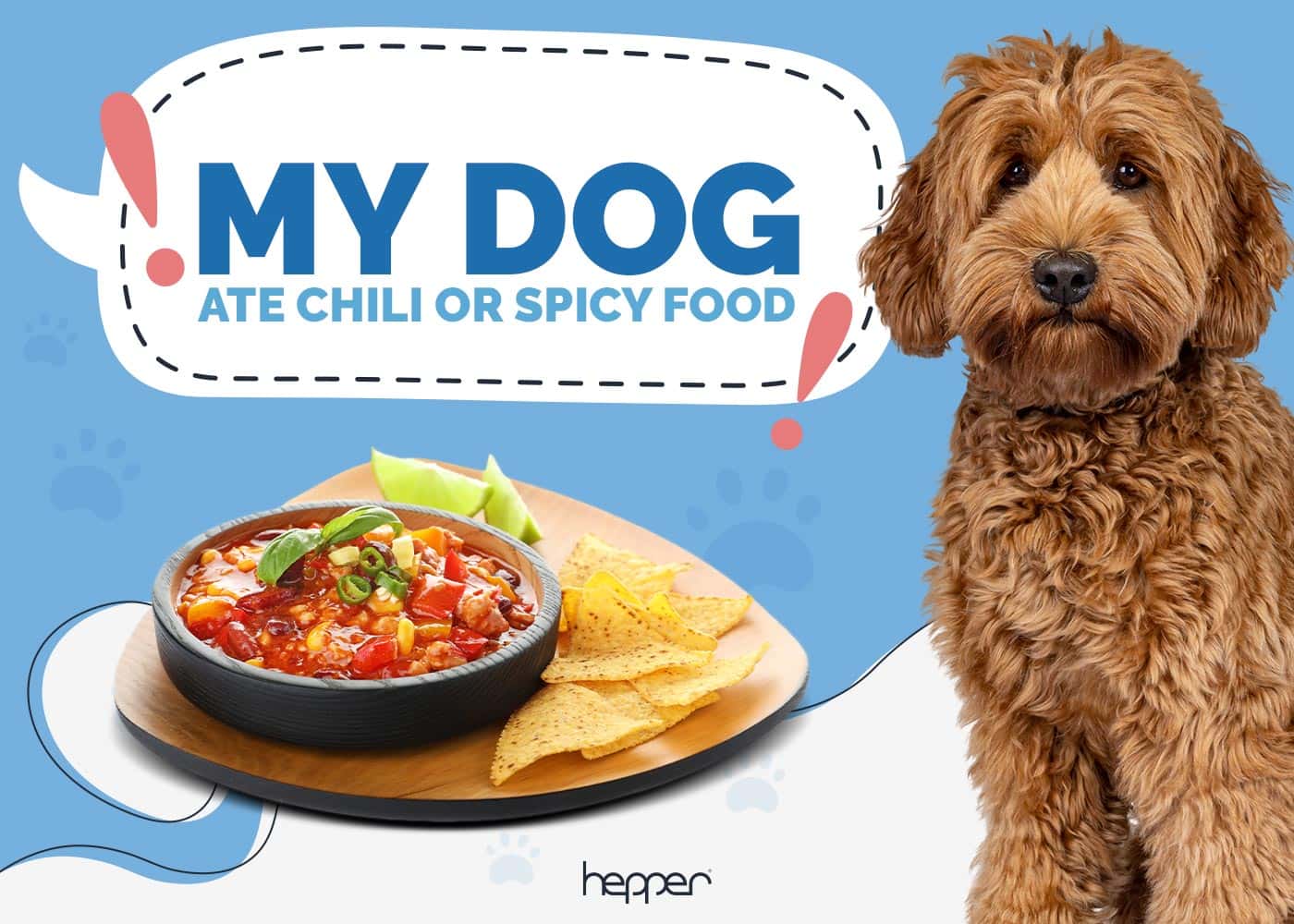 My Dog Ate Chilli or Spicy Food? Here's What to Do (Vet Answer)
