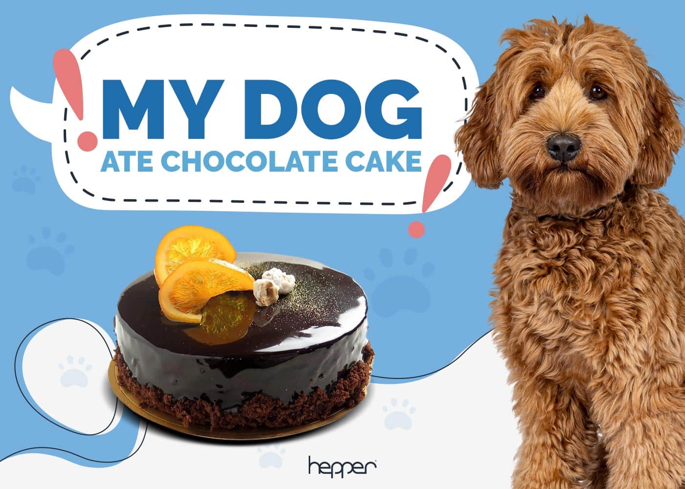 My Dog Ate Chocolate Cake! Here’s What to Do (Vet Answer)