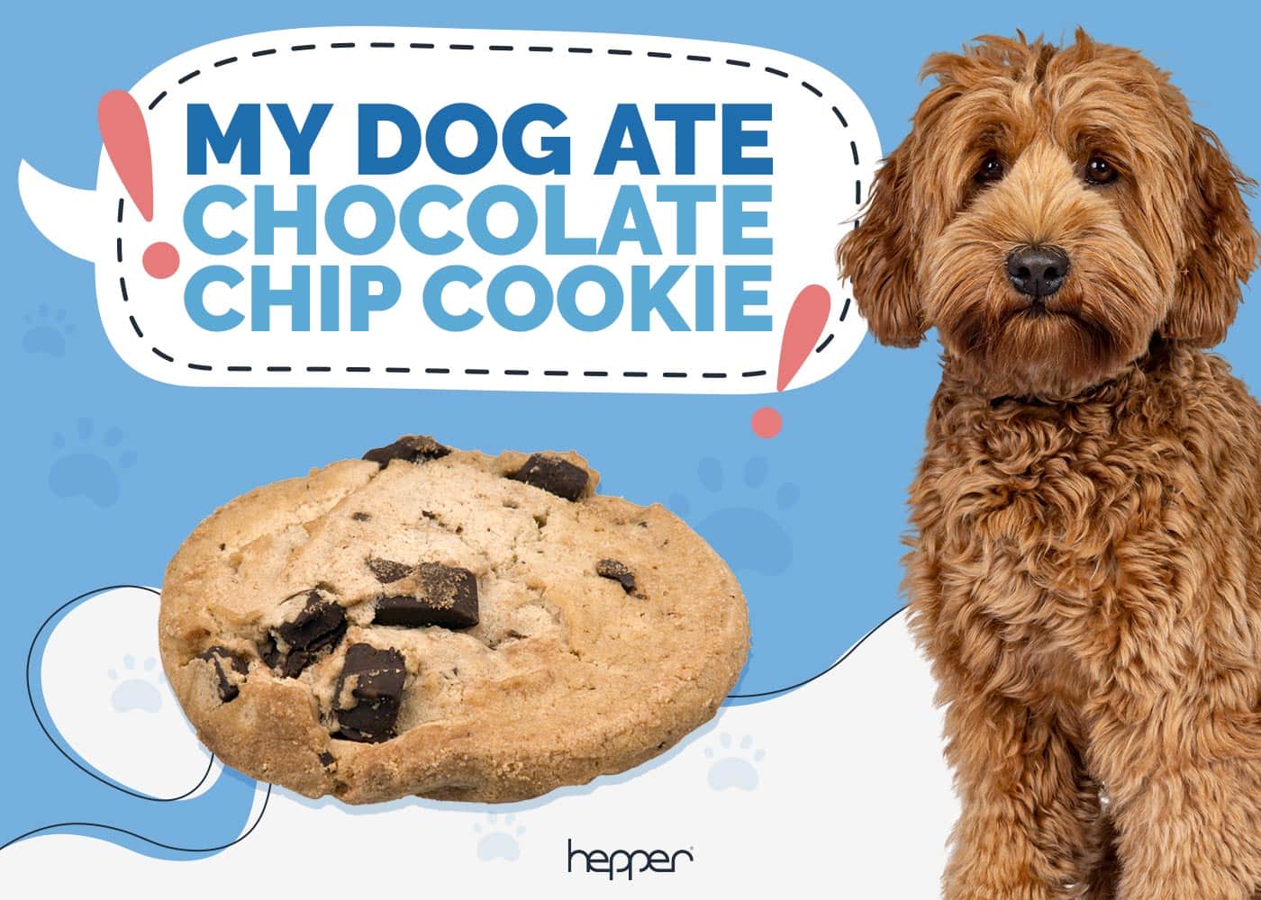 My Dog Ate a Chocolate Chip Cookie: Here's What to Do (Vet Answer)