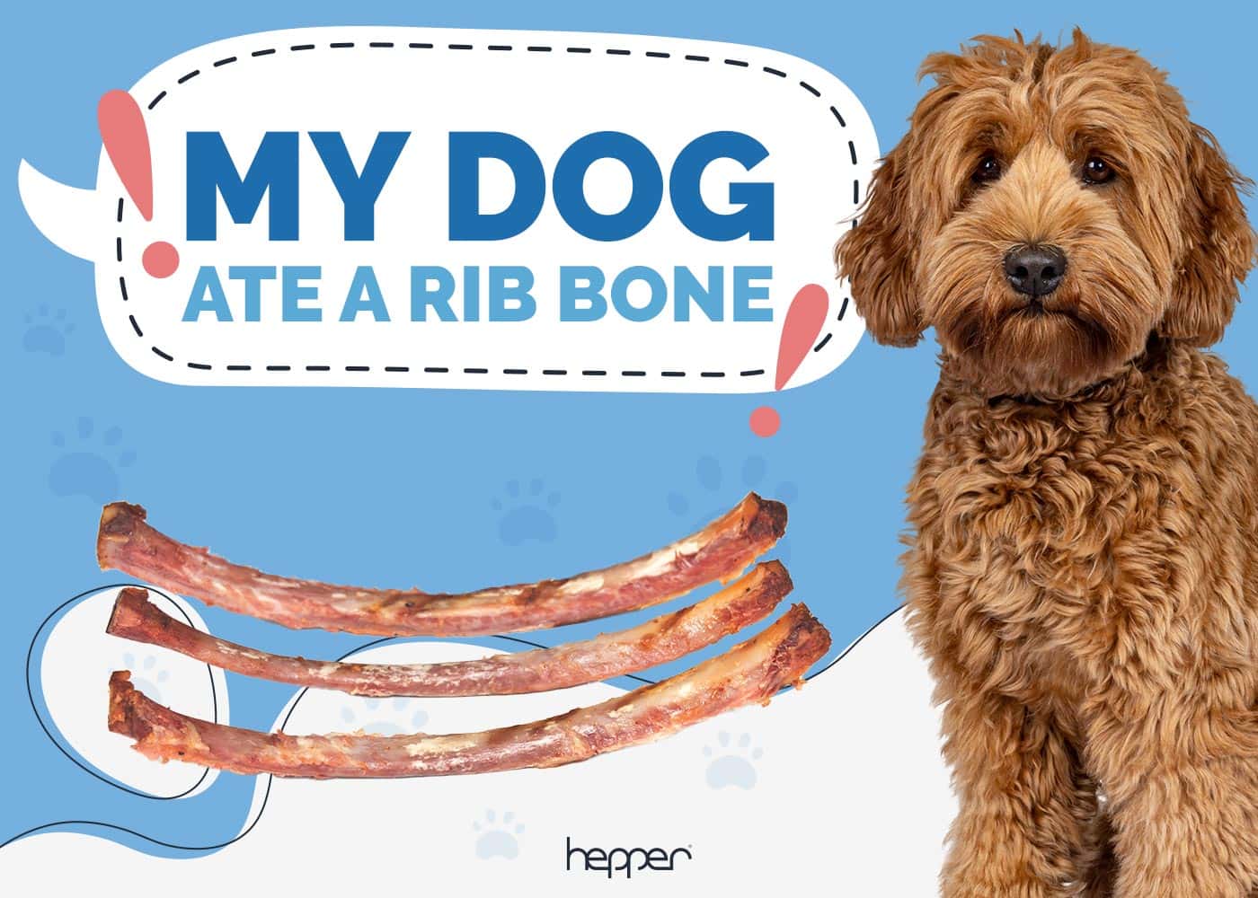 My Dog Ate a Rib Bone: Our Vet Explains What to Do
