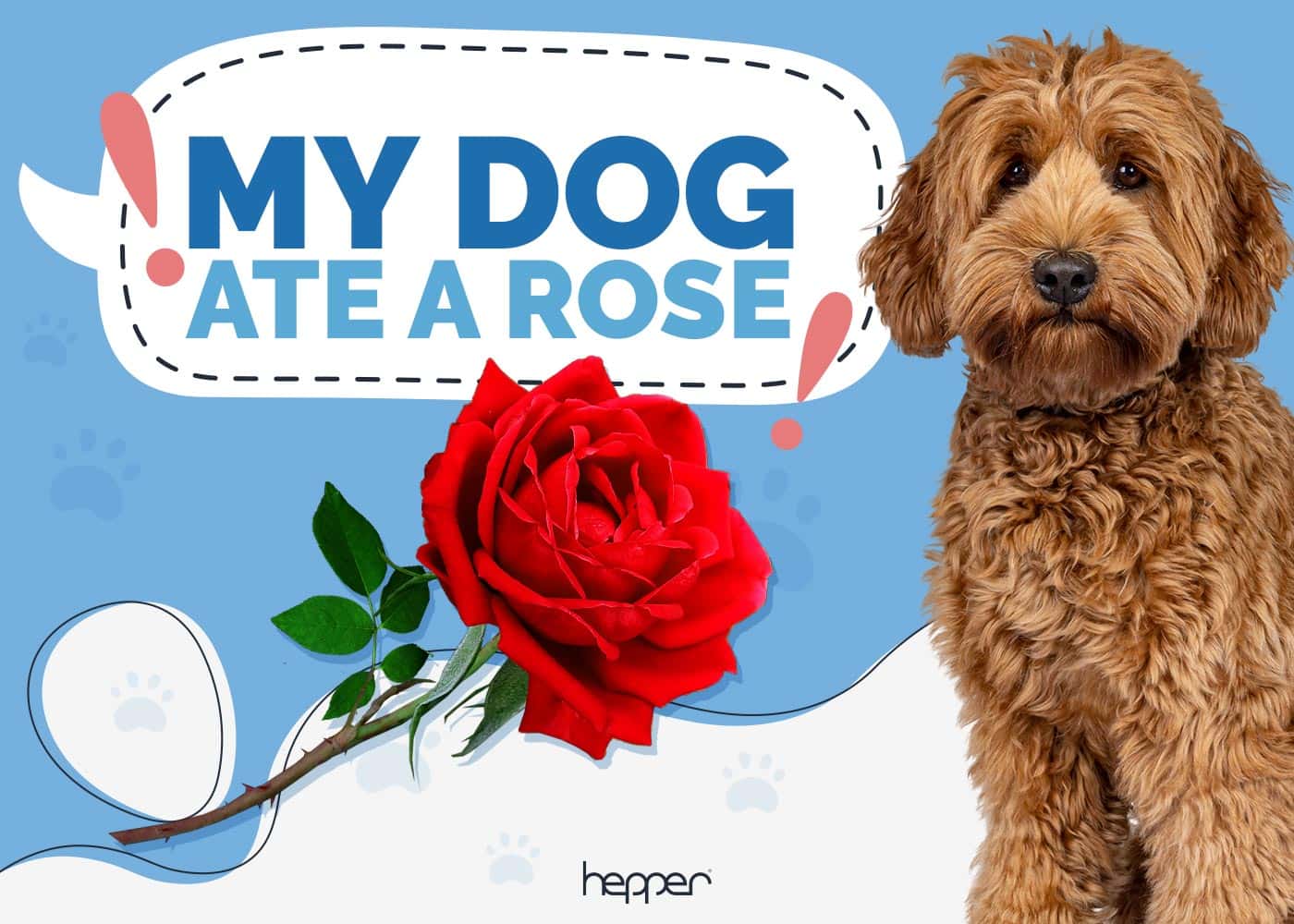 My Dog Ate a Rose, Do They Need to See a Vet? Vet Reviewed Facts & FAQ