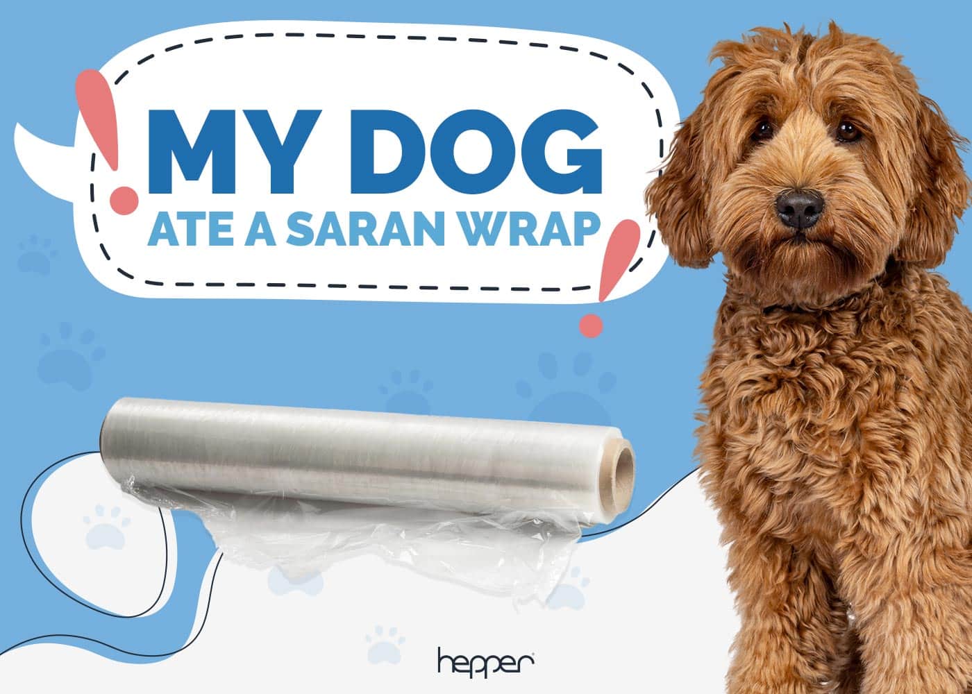 My Dog Ate Saran Wrap: Here's What to Do (Vet Answer)