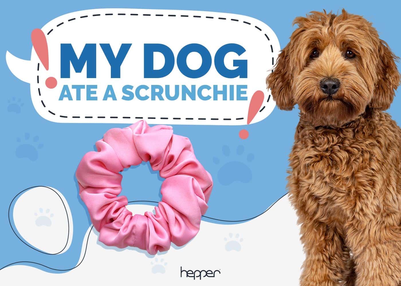 My Dog Ate a Scrunchie: Our Vet Explains What to Do