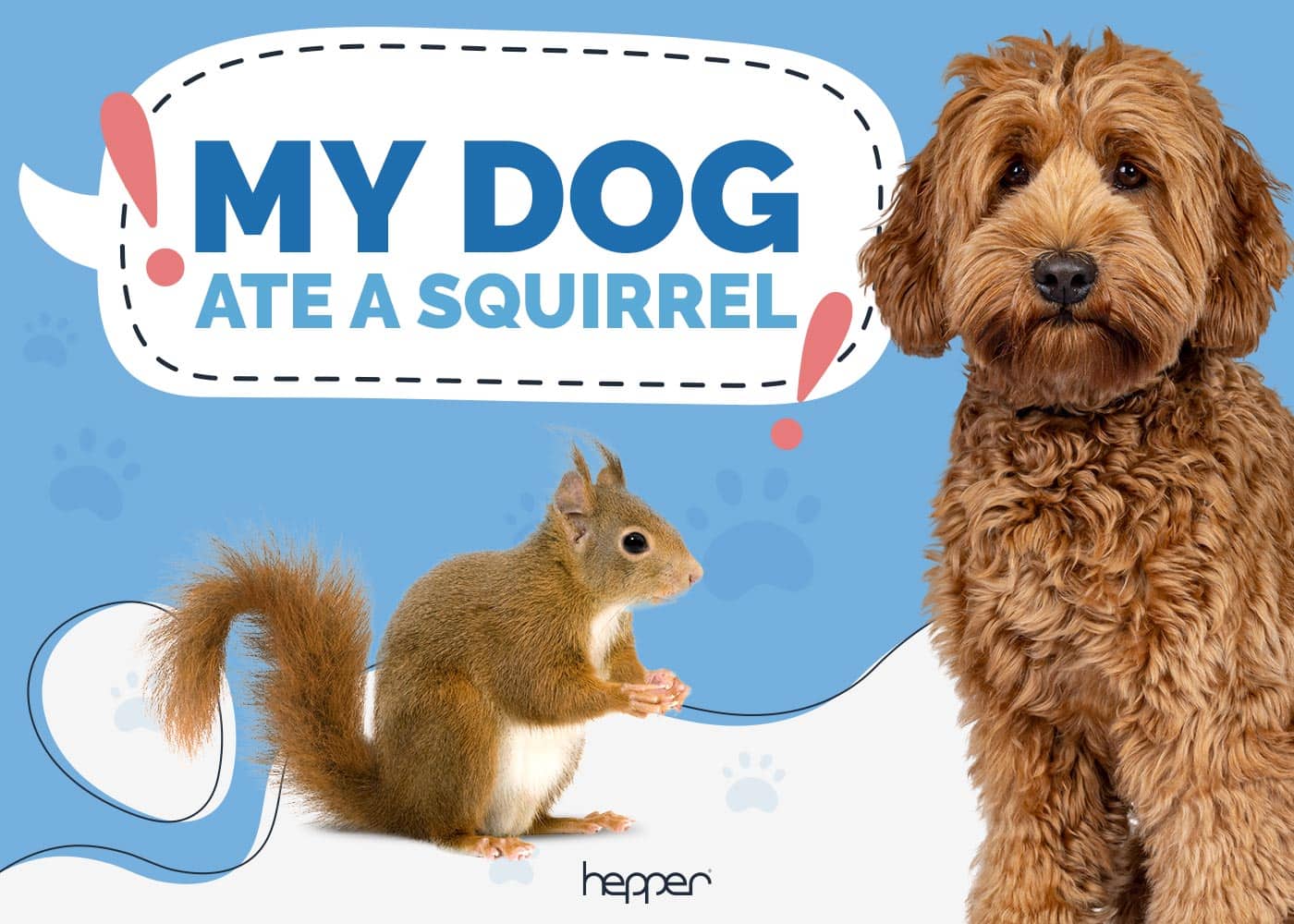 My Dog Ate a Squirrel: Here’s What to Do (Vet Answer)