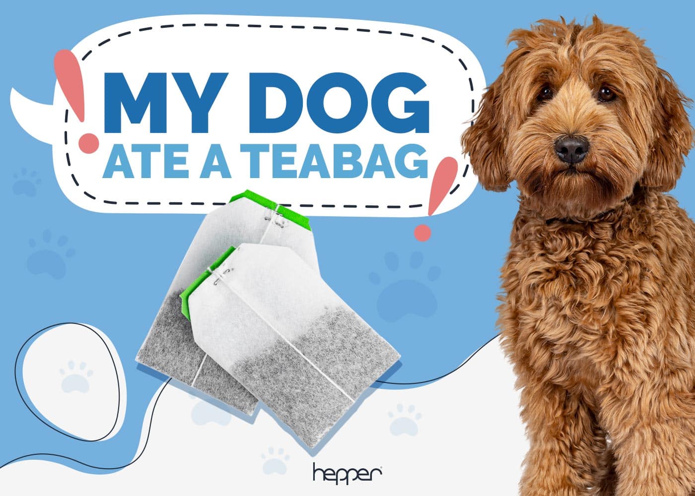 My Dog Ate a Tea Bag: Here's What to Do (Vet Answer)