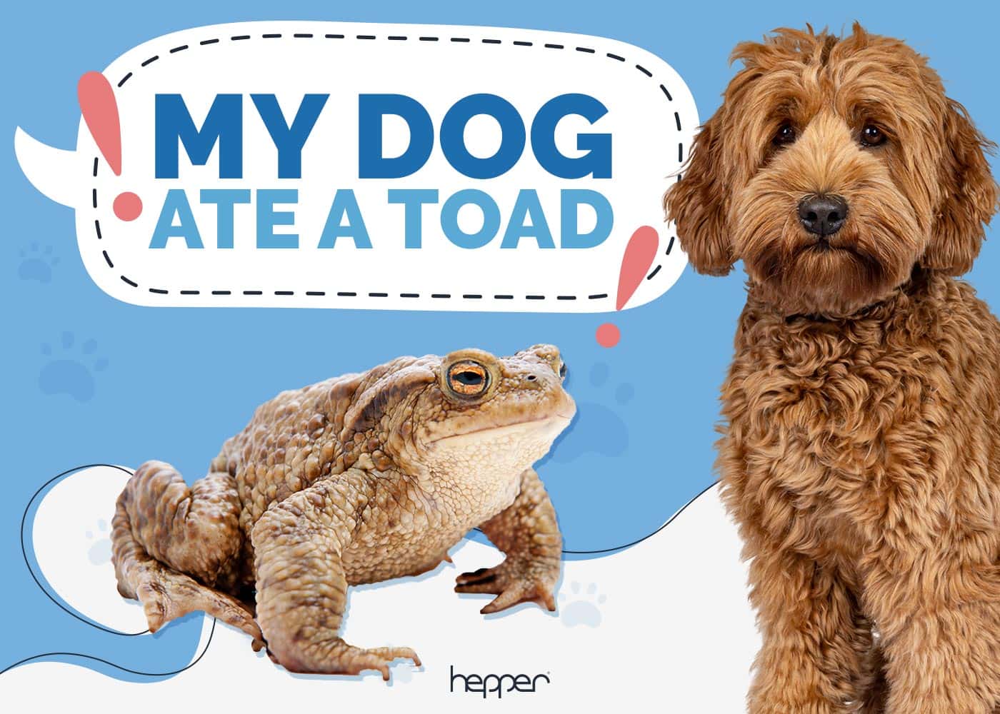 My Dog Ate a Toad! Our Vet Explains What to Do