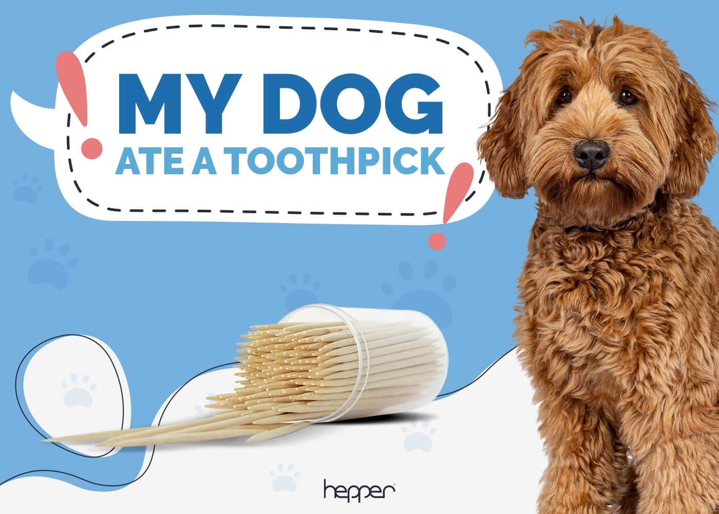 My Dog Ate a Toothpick! Here’s What to Do (Vet Answer)