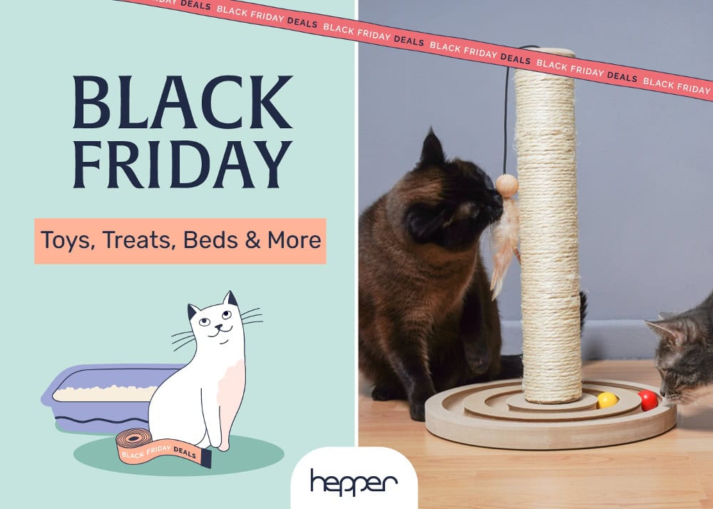 Chewy Black Friday Pet Deals 2026: Sales on Toys, Treats, Beds & More