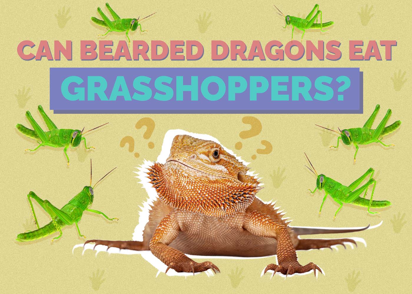 Can Bearded Dragons Eat Grasshoppers? Vet Approved Facts & Safety Guide