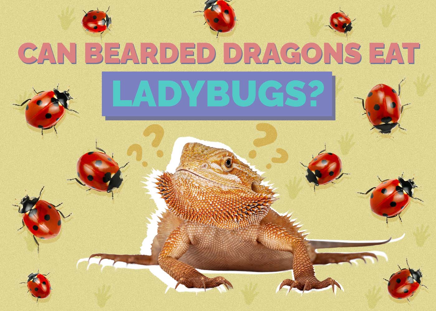 Can Bearded Dragons Eat Ladybugs? Vet-Verified Dangers & FAQ