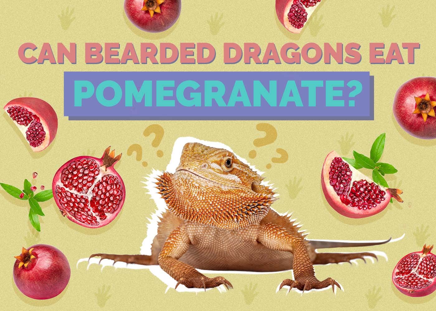 Can Bearded Dragons Eat Pomegranate? Vet-Reviewed Benefits, Risks & FAQ