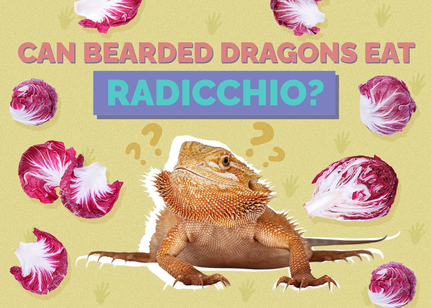 Can Bearded Dragons Eat Radicchio? Vet Approved Nutrition Facts & FAQ