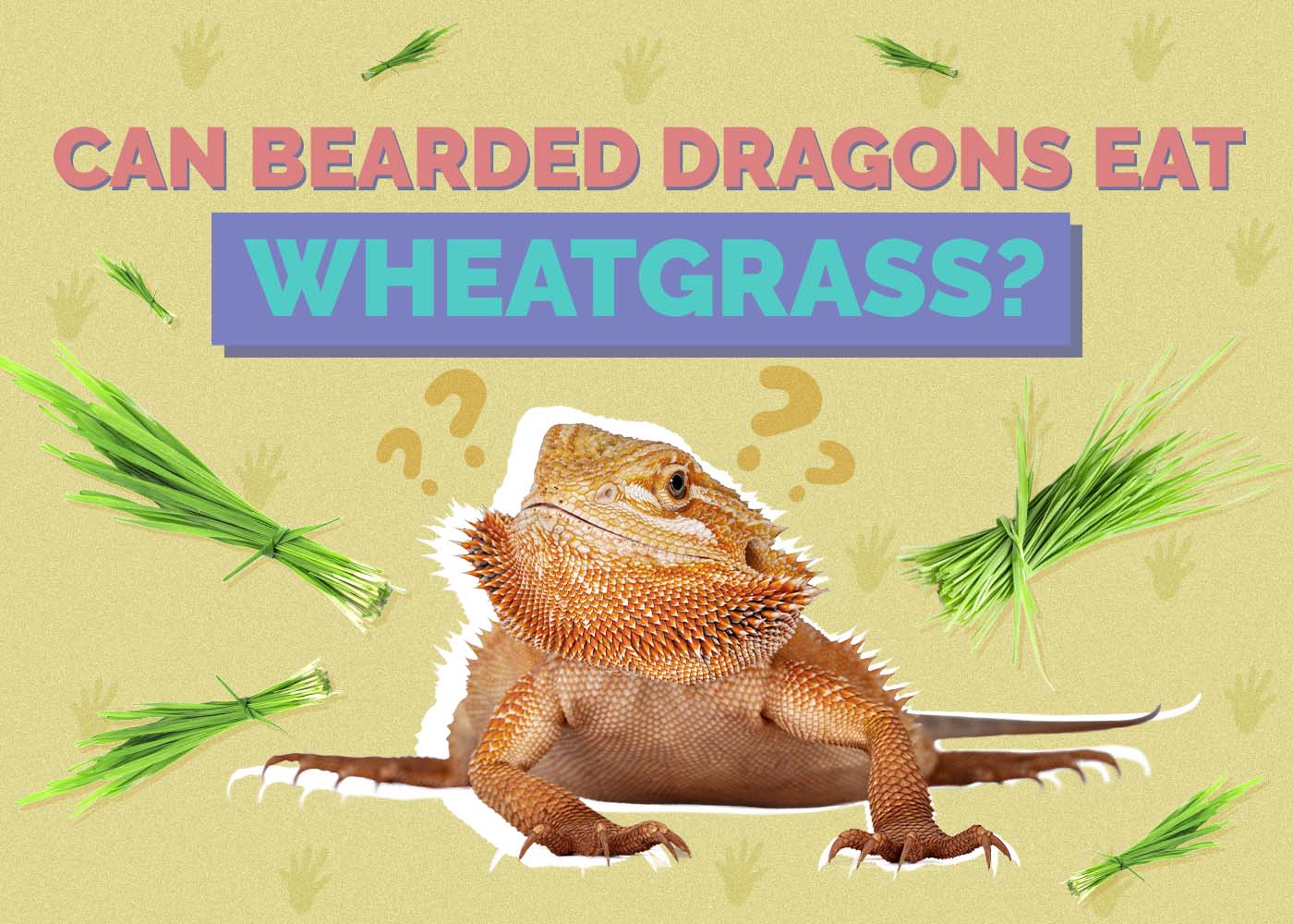 Can Bearded Dragons Eat Wheatgrass? Vet Approved Nutrition Facts & FAQ