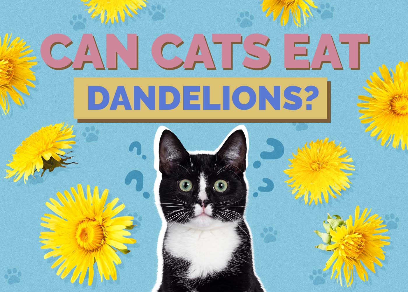 Can Cats Eat Dandelions? Vet-Approved Facts & Benefits