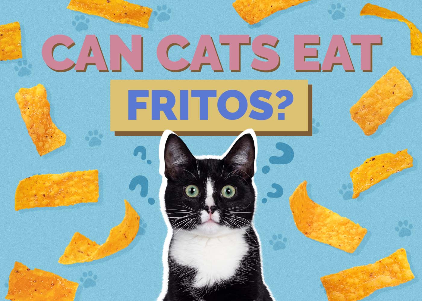 Can Cats Eat Fritos? Vet-Reviewed Nutritional Facts & Risks