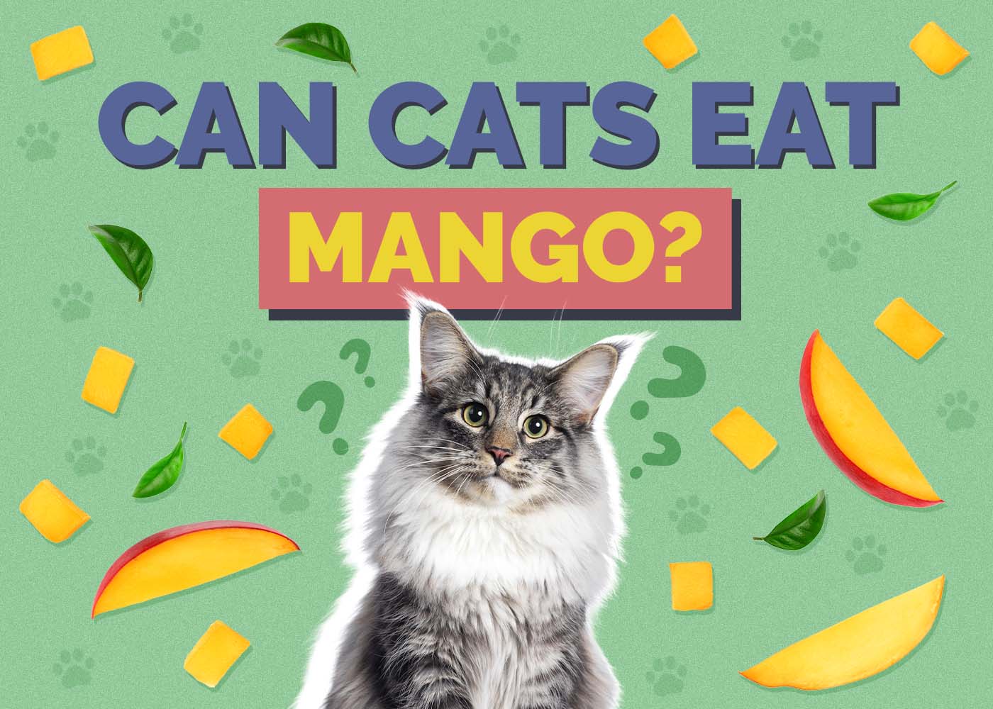 Can Cats Eat Mango? Vet Approved Facts & FAQ