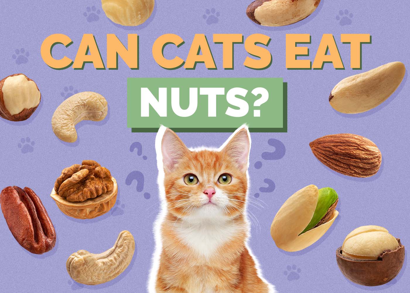 Can Cats Eat Nuts? Vet-Reviewed Risks & FAQ