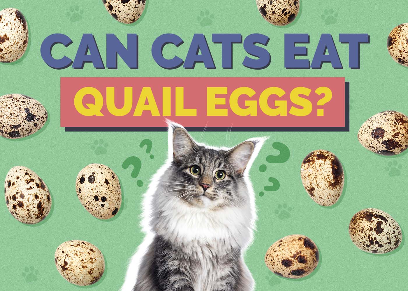 Can Cats Eat Quail Eggs? Vet Approved Facts, Nutrition Guide & FAQ