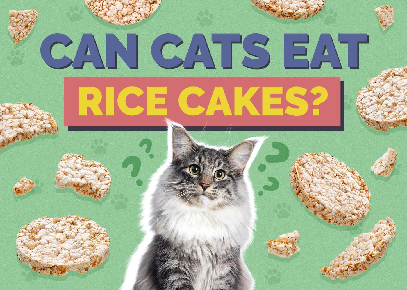 Can Cats Eat Rice Cakes? Vet-Reviewed Facts & FAQ