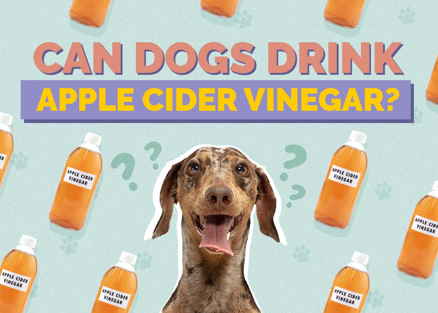 Can Dogs Have Apple Cider Vinegar? Vet-Reviewed Uses, Benefits & Risks