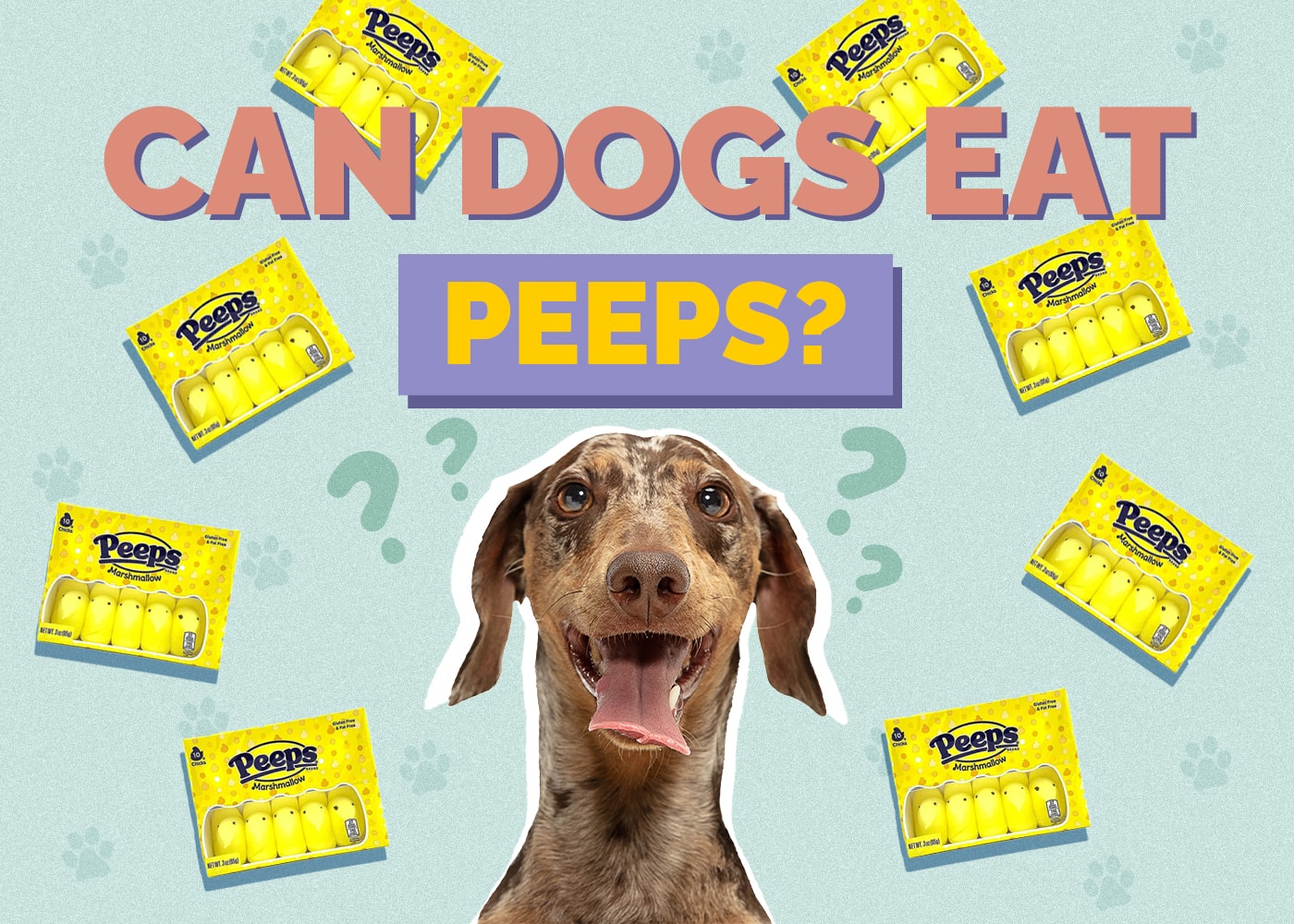 Can Dogs Eat Peeps or Marshmallow Fluff? Vet-Approved Risks & FAQ